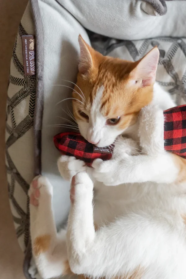 Juguete Gato Play Feline Frenzy Kitten Mittens (PY7126GSF) - Imagen 4