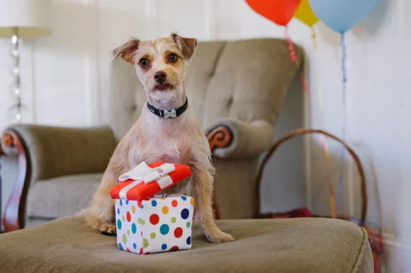 Juguete Perro Party Time PawFect Present (PY01837) - Imagen 2